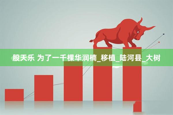 股天乐 为了一千棵华润楠_移植_陆河县_大树